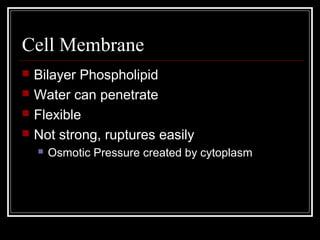 Cell Membrane
 Bilayer Phospholipid
 Water can penetrate
 Flexible
 Not strong, ruptures easily
 Osmotic Pressure created by cytoplasm
 