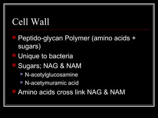 Cell Wall
 Peptido-glycan Polymer (amino acids +
sugars)
 Unique to bacteria
 Sugars; NAG & NAM
 N-acetylglucosamine
 N-acetymuramic acid
 Amino acids cross link NAG & NAM
 