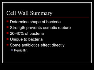 Cell Wall Summary
 Determine shape of bacteria
 Strength prevents osmotic rupture
 20-40% of bacteria
 Unique to bacteria
 Some antibiotics effect directly
 Penicillin
 
