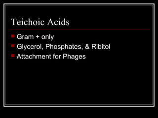Teichoic Acids
 Gram + only
 Glycerol, Phosphates, & Ribitol
 Attachment for Phages
 