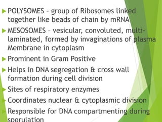 Bacterial anatomy | PPTX