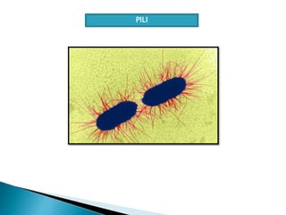 Pili Structure Simple Bacterial anatomy | PPTX