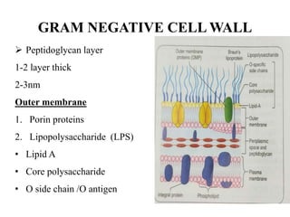 GRAM NEGATIVE CELL WALL
 Peptidoglycan layer
1-2 layer thick
2-3nm
Outer membrane
1. Porin proteins
2. Lipopolysaccharide (LPS)
• Lipid A
• Core polysaccharide
• O side chain /O antigen
 