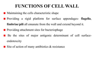 FUNCTIONS OF CELL WALL
Maintaining the cells characteristic shape
Providing a rigid platform for surface appendages- flagella,
fimbriae/pili all emanate from the wall and extend beyond it.
Providing attachment sites for bacteriophage
Be the sites of major antigenic determinant of cell surface-
endotoxcity
Site of action of many antibiotics & resistance
 
