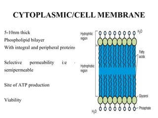 CYTOPLASMIC/CELL MEMBRANE
5-10nm thick
Phospholipid bilayer
With integral and peripheral proteins
Selective permeability i:e -
semipermeable
Site of ATP production
Viability
 