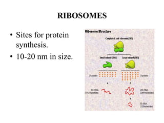 RIBOSOMES
• Sites for protein
synthesis.
• 10-20 nm in size.
 