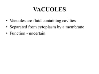 VACUOLES
• Vacuoles are fluid containing cavities
• Separated from cytoplasm by a membrane
• Function - uncertain
 