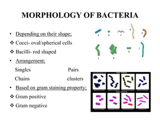 MORPHOLOGY OF BACTERIA
• Depending on their shape;
 Cocci- oval/spherical cells
 Bacilli- rod shaped
• Arrangement;
Singles Pairs
Chains clusters
• Based on gram staining property;
 Gram positive
 Gram negative
 