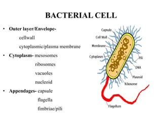 BACTERIAL CELL
• Outer layer/Envelope-
cellwall
cytoplasmic/plasma membrane
• Cytoplasm- mesosomes
ribosomes
vacuoles
nucleoid
• Appendages- capsule
flagella
fimbriae/pili
 
