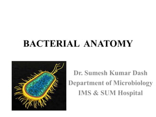 BACTERIAL ANATOMY
Dr. Sumesh Kumar Dash
Department of Microbiology
IMS & SUM Hospital
 