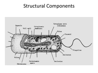 bacterial cell structure and anatomy in bacteriology book | PPTX