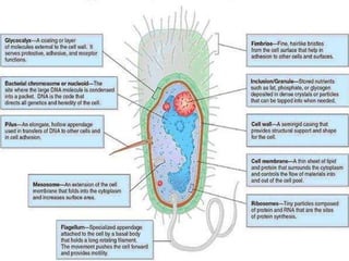 bacterial cell structure and anatomy in bacteriology book | PPTX