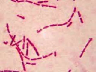 Bacillus Rugosus bacterial cell structure and anatomy in bacteriology book | PPTX