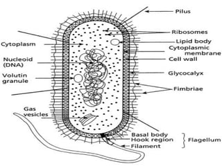 Map Bacterial Structure BACTERIAL ANATOMY.pptx bacterial structure | PPTX