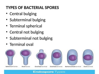 BACTERIAL ANATOMY.pptx bacterial structure | PPTX