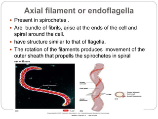Bacterial anatomy | PPTX