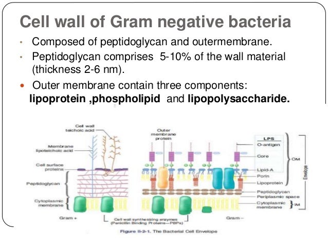 Bacterial anatomy