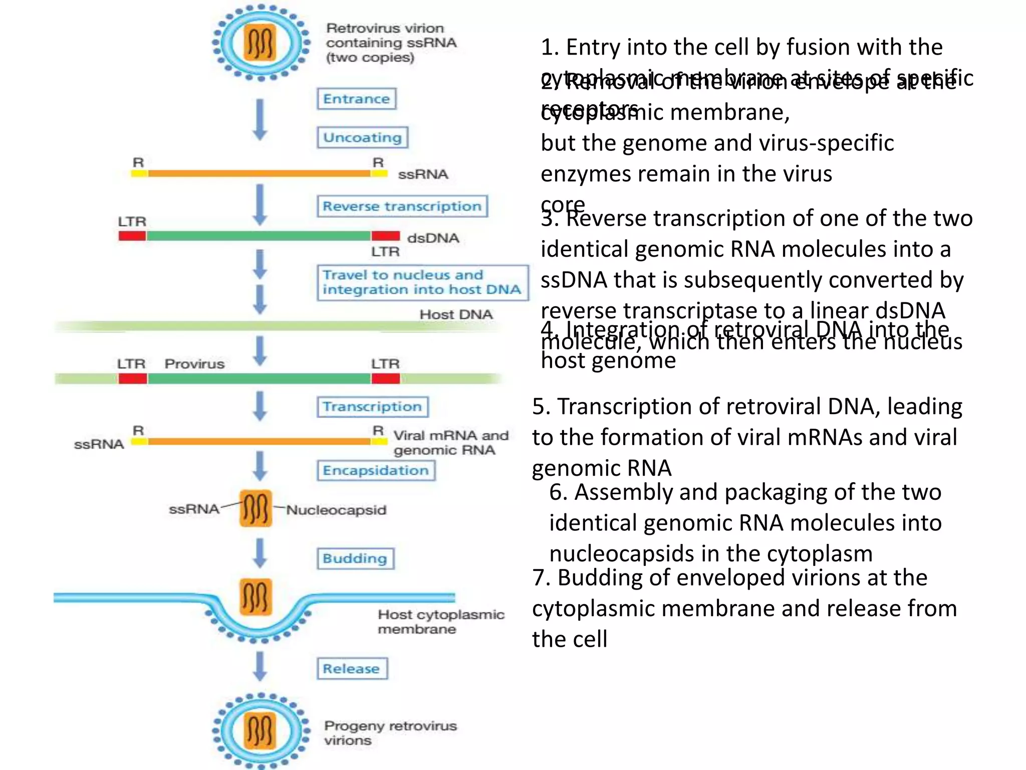 Bacterial and viral chromosomes | PPTX