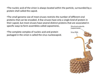 •The nucleic acid of the virion is always located within the particle, surrounded by a
protein shell called the capsid.
•The small genome size of most viruses restricts the number of different viral
proteins that can be encoded. A few viruses have only a single kind of protein in
their capsid, but most viruses have several distinct proteins that are associated in
specific ways to form assemblies called capsomeres.
•The complete complex of nucleic acid and protein
packaged in the virion is called the virus nucleocapsid.
 