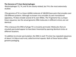The Genome of T-Even Bacteriophages
•Bacteriophages T2, T4, and T6 are closely related, but T4 is the most extensively
studied.
•The genome of T4 is a linear dsDNA molecule of 168,903 base pairs that encodes over
250 different proteins. Although no known virus encodes its own translational
apparatus, T4 does encode several of its own tRNAs. The T4 genome has a unique
linear sequence, but the actual genomic DNA molecules in different virions are not
identical.
•This is because the DNA of phage T4 is circularly permuted. Molecules that are
circularly permuted appear to have been linearized by opening identical circles at
different locations.
•In addition to circular permutation, the DNA in each T4 virion has repeated sequences
of about 3–6 kbp at each end, called terminal repeats. Both of these factors affect
genome packaging.
 