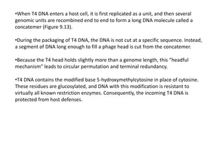 •When T4 DNA enters a host cell, it is first replicated as a unit, and then several
genomic units are recombined end to end to form a long DNA molecule called a
concatemer (Figure 9.13).
•During the packaging of T4 DNA, the DNA is not cut at a specific sequence. Instead,
a segment of DNA long enough to fill a phage head is cut from the concatemer.
•Because the T4 head holds slightly more than a genome length, this “headful
mechanism” leads to circular permutation and terminal redundancy.
•T4 DNA contains the modified base 5-hydroxymethylcytosine in place of cytosine.
These residues are glucosylated, and DNA with this modification is resistant to
virtually all known restriction enzymes. Consequently, the incoming T4 DNA is
protected from host defenses.
 