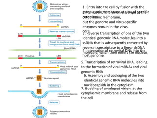1. Entry into the cell by fusion with the
cytoplasmic membrane at sites of specific
receptors
2. Removal of the virion envelope at the
cytoplasmic membrane,
but the genome and virus-specific
enzymes remain in the virus
core
3. Reverse transcription of one of the two
identical genomic RNA molecules into a
ssDNA that is subsequently converted by
reverse transcriptase to a linear dsDNA
molecule, which then enters the nucleus4. Integration of retroviral DNA into the
host genome
5. Transcription of retroviral DNA, leading
to the formation of viral mRNAs and viral
genomic RNA
6. Assembly and packaging of the two
identical genomic RNA molecules into
nucleocapsids in the cytoplasm
7. Budding of enveloped virions at the
cytoplasmic membrane and release from
the cell
 
