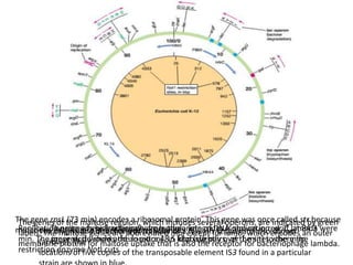 Replication proceeds bidirectionally from the origin of DNA replication, oriC, at 84.3
min. The inner circle shows the locations, in kilobase pairs, of the sites where the
restriction enzyme NotI cuts.
The origins and directions of transfer of a few Hfr strains are also shown
(arrows). The
locations of five copies of the transposable element IS3 found in a particular
The site where bacteriophage lambda integrates is shown in red. If lambda were
present, it would add an extra 48.5 kbp (slightly over 1 min) to the map.
The genes of the maltose regulon, which includes several operons, are indicated by green
labels. The maltose genes are abbreviated mal except for lamB, which encodes an outer
membrane protein for maltose uptake that is also the receptor for bacteriophage lambda.
The gene rpsL (73 min) encodes a ribosomal protein. This gene was once called str because
mutations in it lead to streptomycin resistance
 