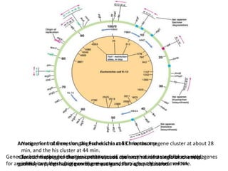 Arrangement of Genes on the Escherichia coli Chromosome
•Genetic mapping of the genes that encode the enzymes of a single biochemical
pathway in E. coli has shown that these genes are often clustered.
Notice, for instance, the gal gene cluster at 18 min, the trp gene cluster at about 28
min, and the his cluster at 44 min.
Each of these gene clusters constitutes an operon that is transcribed as a single
mRNA carrying multiple coding sequences, that is, a polycistronic mRNA.
Genes for some other biochemical pathways in E. coli are not clustered. For example, genes
for arginine biosynthesis (arg genes) are scattered throughout the chromosome.
 