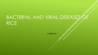 BACTERIAL AND VIRAL DISEASES OF
RICE
-J.Delince
 