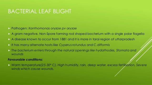 Bacterial blight disease and rice