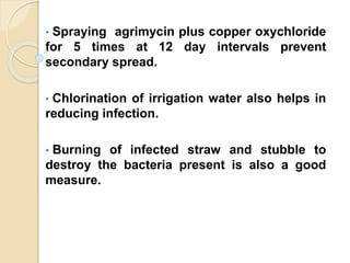 • Spraying agrimycin plus copper oxychloride
for 5 times at 12 day intervals prevent
secondary spread.
• Chlorination of irrigation water also helps in
reducing infection.
• Burning of infected straw and stubble to
destroy the bacteria present is also a good
measure.
 