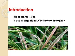 Introduction
Host plant:- Rice
Causal organism:-Xanthomonas oryzae
 