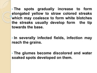 • The spots gradually increase to form
elongated yellow to straw colored streaks
which may coalesce to form white blotches
the streaks usually develop form the tip
towards the base.
• In severally infected fields, infection may
reach the grains.
• The glumes become discolored and water
soaked spots developed on them.
 