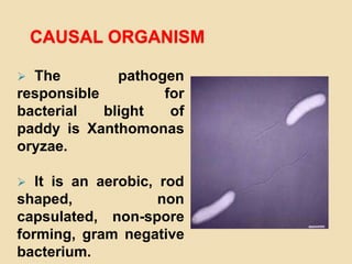 CAUSAL ORGANISM
 The pathogen
responsible for
bacterial blight of
paddy is Xanthomonas
oryzae.
 It is an aerobic, rod
shaped, non
capsulated, non-spore
forming, gram negative
bacterium.
 