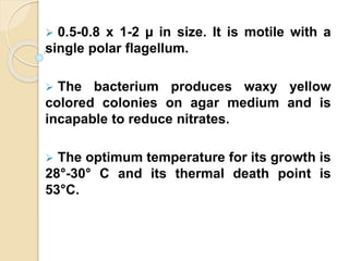  0.5-0.8 x 1-2 µ in size. It is motile with a
single polar flagellum.
 The bacterium produces waxy yellow
colored colonies on agar medium and is
incapable to reduce nitrates.
 The optimum temperature for its growth is
28°-30° C and its thermal death point is
53°C.
 