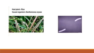 Bacterial blight of rice.PPTXRice bacterial blight is one of the deadly ...