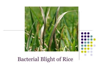 Bacterial Blight of Rice
 
