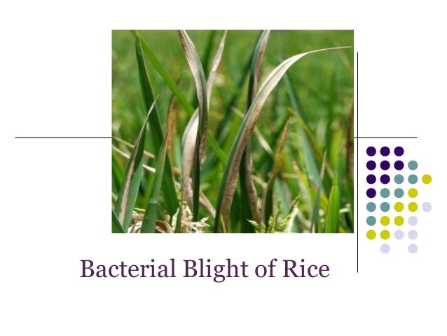Bacterial blight disease and rice