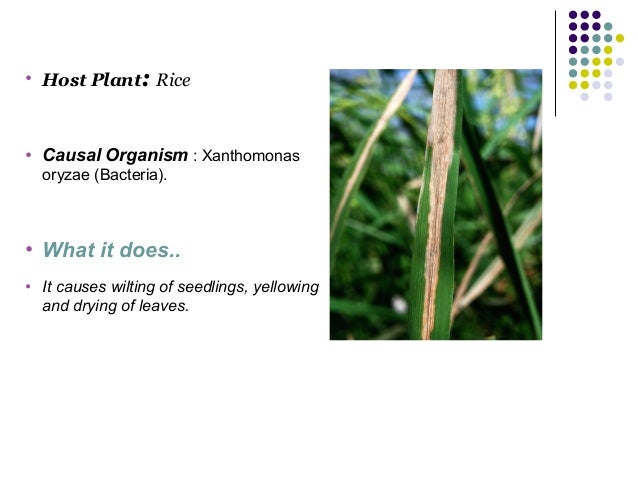 Bacterial blight disease and rice