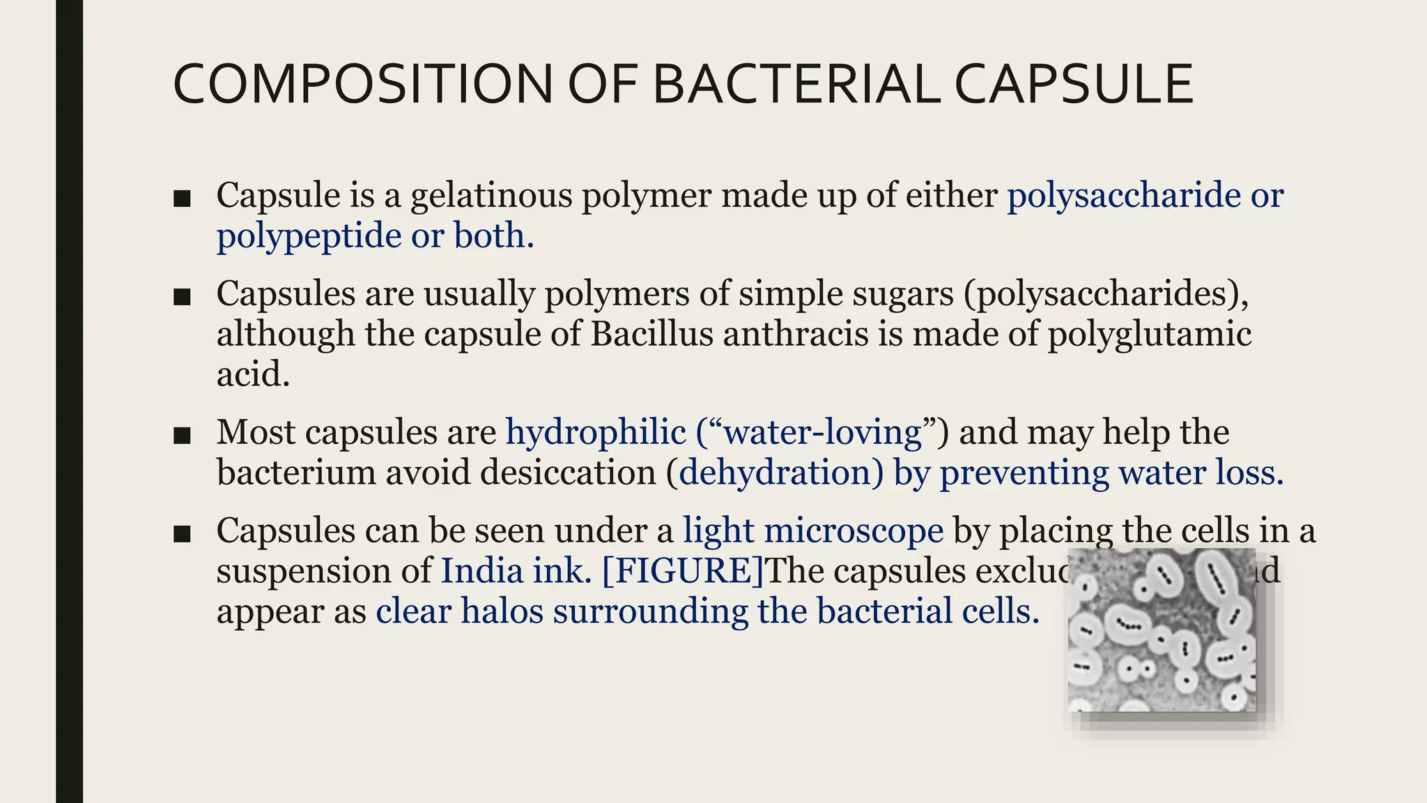 Capsules Protect Bacteria Against Immune Cells Generally Referred To As Bacterial capsule | PPT