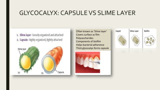 GLYCOCALYX: CAPSULEVS SLIME LAYER
 