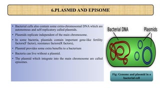 • Bacterial cells also contain some extra-chromosomal DNA which are
autonomous and self-replicatory called plasmids.
• Plasmids replicate independent of the main chromosome.
• In some bacteria, plasmids contain important gene-like fertility
factors(F factor), resistance factors(R factors),
• Plasmid provides some extra benefits to a bacterium
• Bacteria can live without a plasmid.
• The plasmid which integrate into the main chromosome are called
episomes.
6.PLASMID AND EPISOME
Fig: Genome and plasmid in a
bacterial cell
 