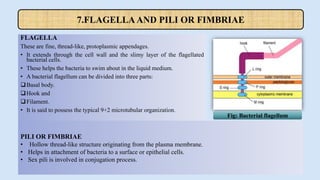 FLAGELLA
These are fine, thread-like, protoplasmic appendages.
• It extends through the cell wall and the slimy layer of the flagellated
bacterial cells.
• These helps the bacteria to swim about in the liquid medium.
• A bacterial flagellum can be divided into three parts:
Basal body.
Hook and
Filament.
• It is said to possess the typical 9+2 microtubular organization.
7.FLAGELLA AND PILI OR FIMBRIAE
PILI OR FIMBRIAE
• Hollow thread-like structure originating from the plasma membrane.
• Helps in attachment of bacteria to a surface or epithelial cells.
• Sex pili is involved in conjugation process.
Fig: Bacterial flagellum
 