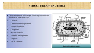 • Under an electron microscope following structures are
involved in a bacterial cell:
1. Cell wall
2. Capsule or mucilage sheath
3. Plasma membrane
4. Cytoplasm
5. Nuclear material
6. Plasmids and Episomes
7. Flagella
8. Pili or Fimbriae
STRUCTURE OF BACTERIA
Bacterial cell structure
 