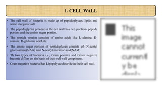 • The cell wall of bacteria is made up of peptidoglycan, lipids and
some inorganic salt.
• The peptidoglycan present in the cell wall has two portion- peptide
portion and the amino sugar portion.
• The peptide portion consists of amino acids like L-alanine, D-
alanine, D-glutamic acid,etc.
• The amino sugar portion of peptidoglycan consists of- N-acetyl
glucosamine(NAG) and N-acetyl muramic acid(NAM)
• Th two types of bacteria i.e., Gram positive and Gram negative
bacteria differs on the basis of their cell wall component.
• Gram negative bacteria has Lipopolysacchharide in their cell wall.
1. CELL WALL
 
