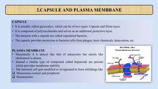 CAPSULE
• It is actually called glycocalyx, which can be of two types- Capsule and Slime layer.
• It is composed of polysaccharides and serves as an additional protective layer.
• The bacteria with a capsule are called capsulated bacteria.
• The capsule provides protection to bacteria cells from phages, toxic chemicals, desiccation, etc.
2.CAPSULE AND PLASMA MEMBRANE
PLASMA MEMBRANE
• Structurally it is almost like that of eukaryotes but sterols like
cholesterol is absent.
• Instead a similar type of compound called hopanoids are present
which provides membrane stability.
• The bacterial cell gets modified or invaginated to form infoldings like
 Mesosomes-central and peripheral
 Desmosomes
 