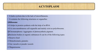 • It lacks cyclosis due to the lack of microfilaments.
• It contains the following structures or organelles:
Ribosome
 It helps in protein synthesis with the help of m-RNA
 It is non-membranous cell organelle and mainly exist as polyribosome.
Chromatophores- Aggregates of photosynthetic pigment.
Inclusion bodies or ergestic substances-It can be of the following types:
 Reserve food
 Metachromatic granules
 Gas vacuole or pseudo vacuole
 Magnetosome
4.CYTOPLASM
 
