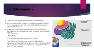 9.Ribosomes:-
 There are two types of ribosomes, free and fixed.
 Free ribosomes are located in the cytosol and are able to
move throughout the cell, whereas fixed ribosomes are
attached to the rER.
 Eukaryotic ribosomes are called 80S ribosomes while
prokaryotes such as bacteria have a smaller version called
70S ribosomes.
Function :-
1. it is the site of protein synthesis in the cell.
2. The ribosome reads the messenger RNA (mRNA)
sequence and translates that genetic code into a specified
string of amino acids, which grow into long chains that
fold to form proteins.
 