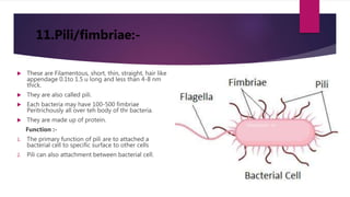 11.Pili/fimbriae:-
 These are Filamentous, short, thin, straight, hair like
appendage 0.1to 1.5 u long and less than 4-8 nm
thick.
 They are also called pili.
 Each bacteria may have 100-500 fimbriae
Peritrichously all over teh body of thr bacteria.
 They are made up of protein.
Function :-
1. The primary function of pili are to attached a
bacterial cell to specific surface to other cells
2. Pili can also attachment between bacterial cell.
 