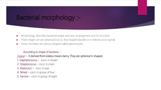 Bacterial morphology :-
 Morphology describes bacterial shape and size, arrangement and it’s structure.
 There shape can we spherical (cocci), Rod shaped (bacilli) or in helical curve (spiral).
 Some microbes are various shaped called pleomorphic.
According to shape of bacteria :-
1.cocci :- it derived from kokkos means berry. They are spherical in shaped.
1. Staphylococcus :- cocci in cluster.
2. Streptococcus :- cocci in chain.
3. Diplococci :- cocci in pair.
4. Tetrad :- cocci in group of four.
5. Sarcina :- cocci in group of eight.
 
